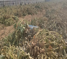 花生秧粉碎機多少錢一臺