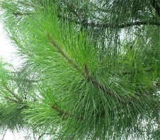 松針粉碎機多少錢一臺