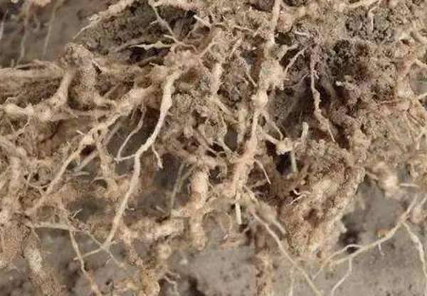 煙梗粉碎機多少錢一臺